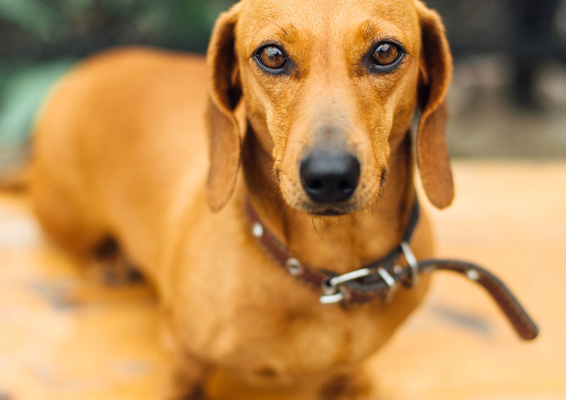 didysis taksas dachshund