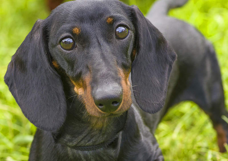 Taksas (Dachshund) Taksas (Dachshund)
