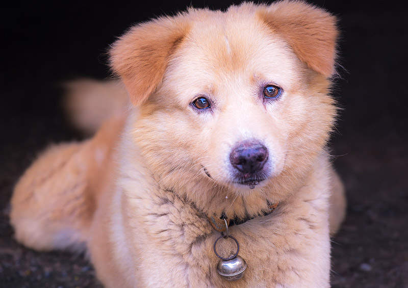 Tailando Bangkaew šuo (Thai Bangkaew Dog)