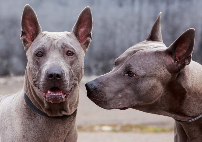 tailando ridzbekai Thai Ridgeback