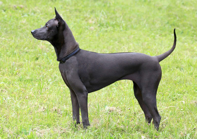 Tailando ridžbekas (Thai Ridgeback)