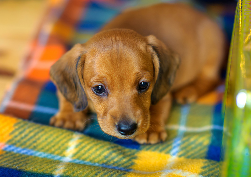 takso siniukas dachshund