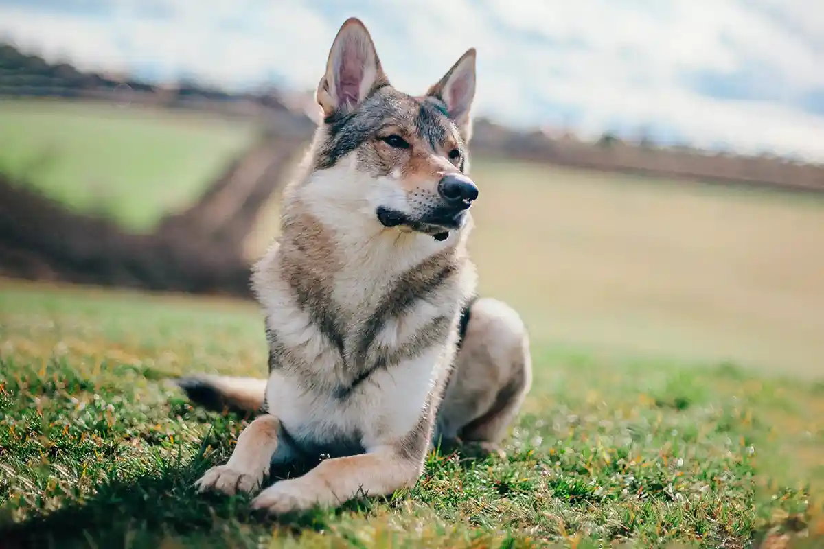 Tamaskano šuo (Tamaskanas, Tamaskan Dog)