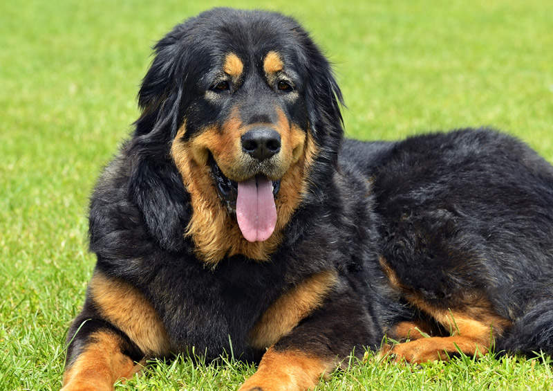 Tibeto mastifas (Tibetan Mastiff)