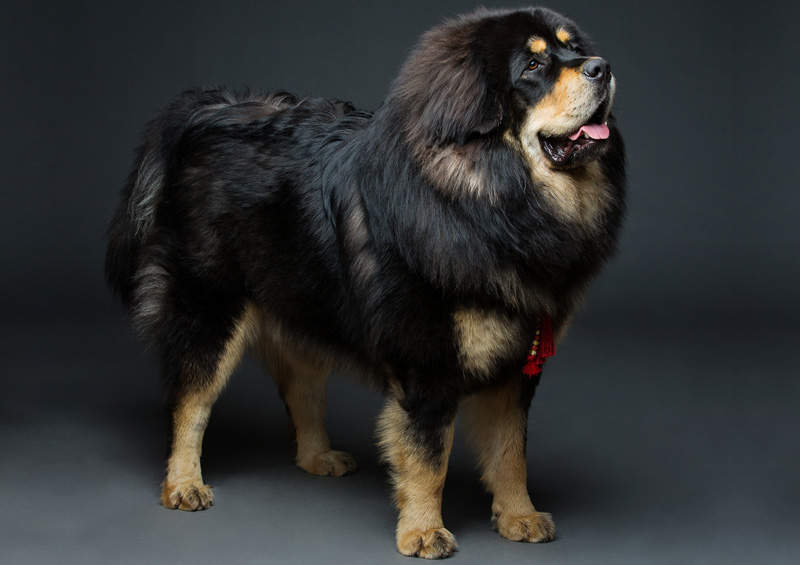 Tibeto mastifas (Tibetan Mastiff)