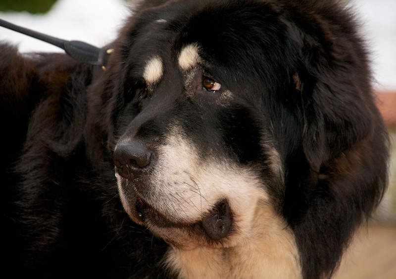 tibeto mastifas Tibetan Mastiff