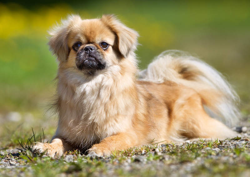 tibeto spanielis Tibetan Spaniel