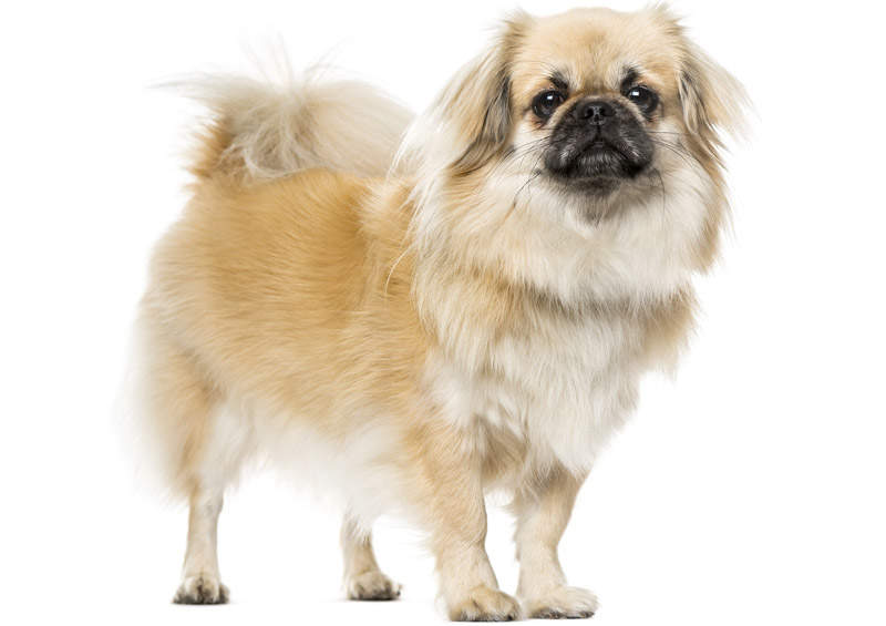 Tibeto spanielis (Tibetan Spaniel)