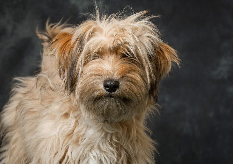 Tibeto terjeras (Tibetan Terrier)