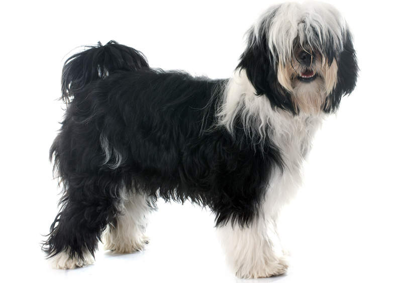 tibeto terjeras Tibetan Terrier