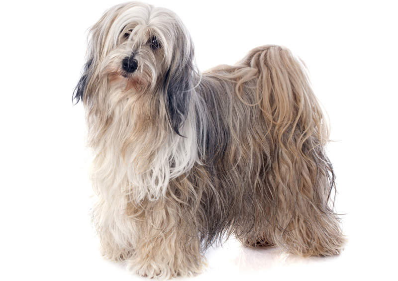 Tibeto terjeras (Tibetan Terrier)