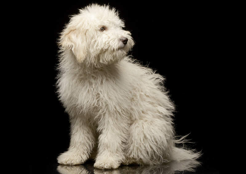 tibeto terjero suniukas Tibetan Terrier