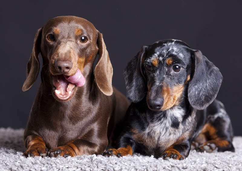 Triušinis taksas (Rabbit Dachshund)