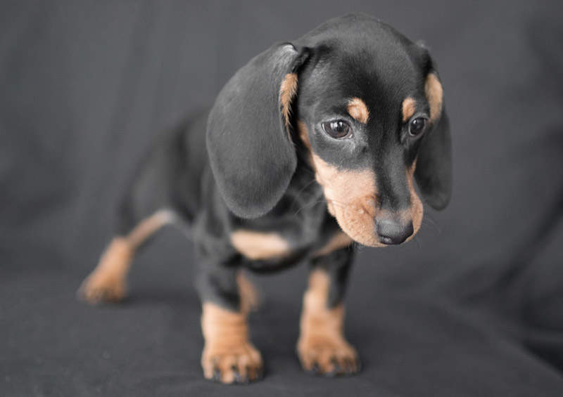 triusinio takso suniukas rabbit dachshund