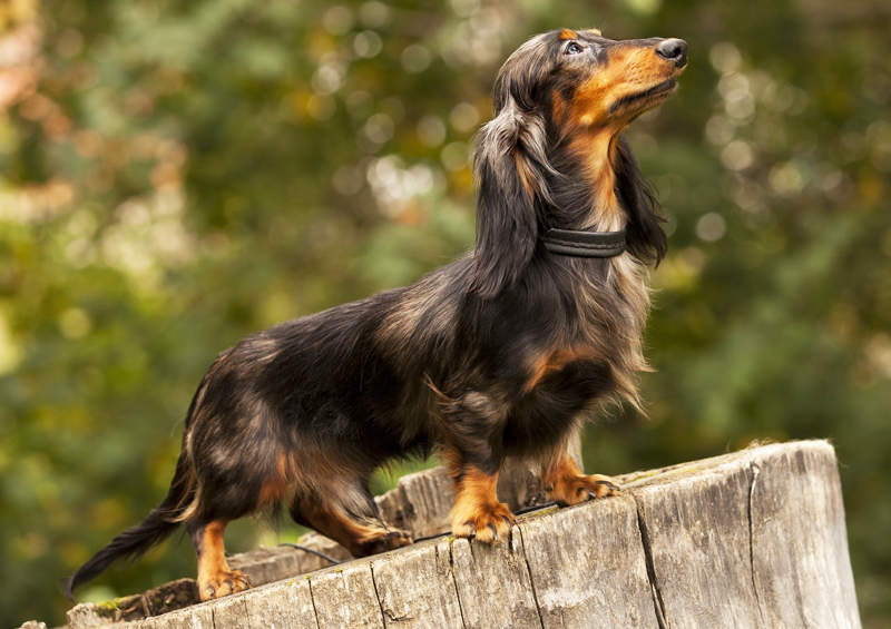 triusinis taksas rabbit dachshund