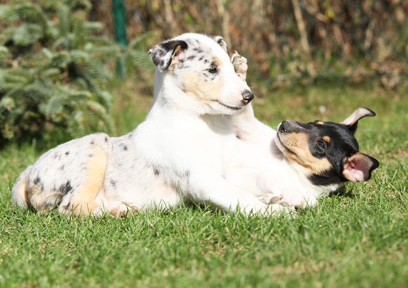 trumpaplaukio kolio suniukai Smooth Collie