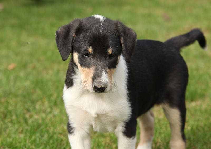 trumpaplaukio kolio suniukas Smooth Collie