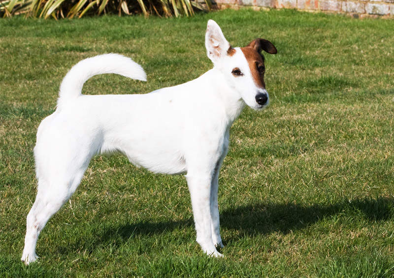 Trumpaplaukis foksterjeras (Smooth Fox Terrier)