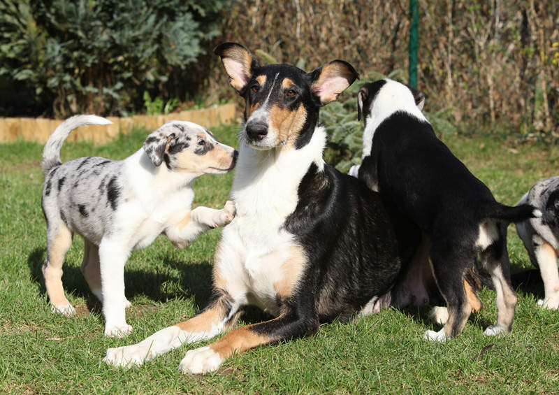 trumpaplaukis kolis Smooth Collie