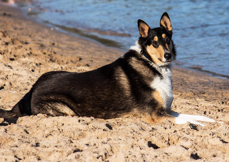 trumpaplaukis kolis Smooth Collie