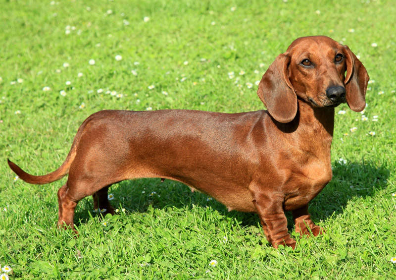 Nykštukinis taksas (Miniature Dachshund) Nykštukinis taksas (Miniature Dachshund)