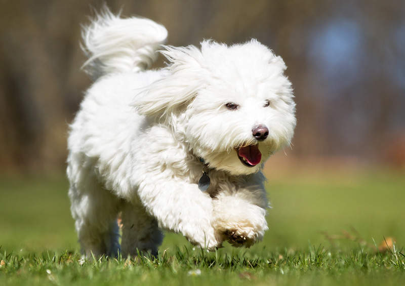 tulearo bisonas Coton De Tulear