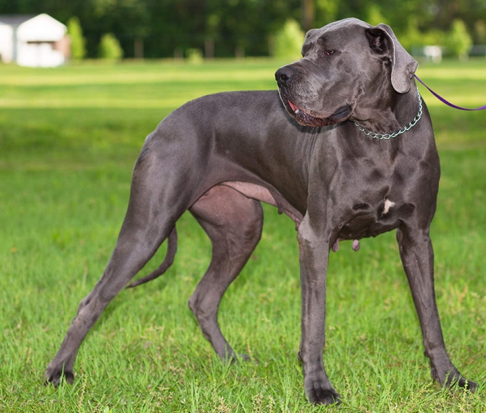 Vokieciu dogas Great Dane 3