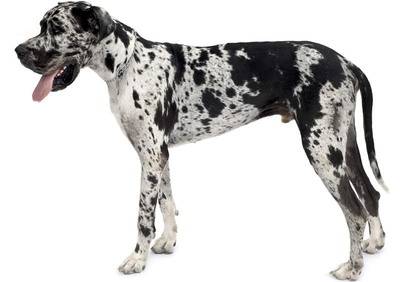 Vokiečių dogas (Great Dane)