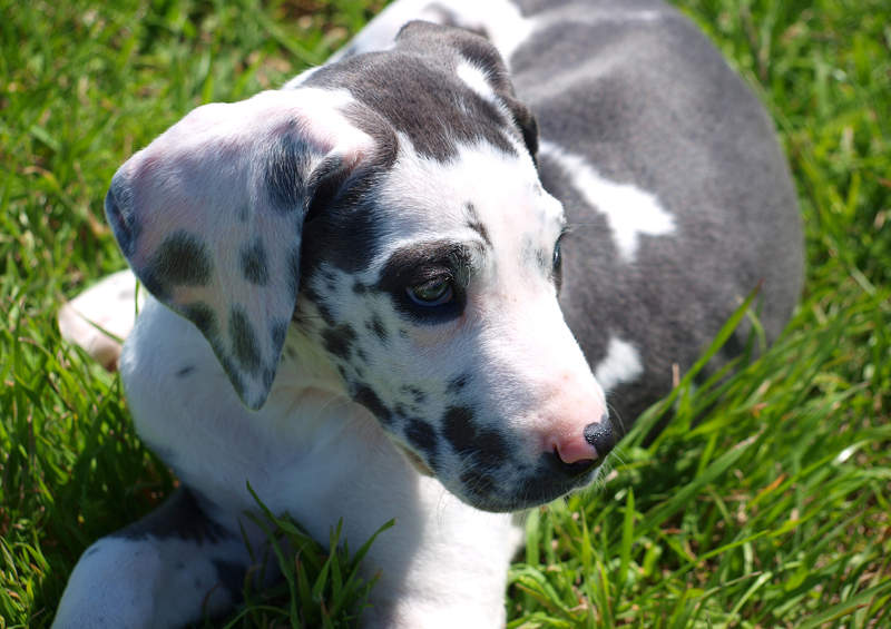 Vokieciu dogo suniukas Great Dane 2