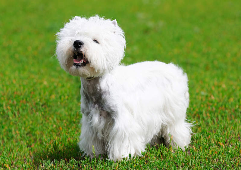 Vakarų Škotijos baltasis terjeras (West Highland White Terrier)