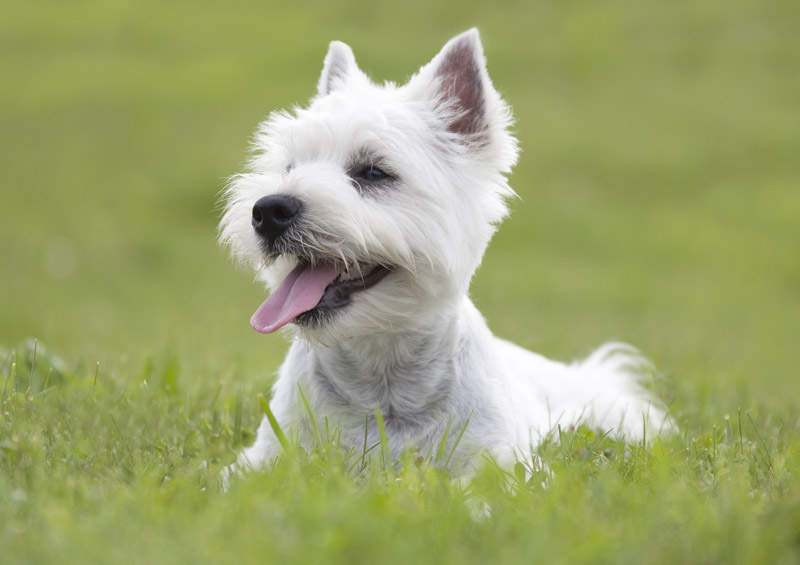 vakaru skotijos baltasis terjeras West Highland White Terrier