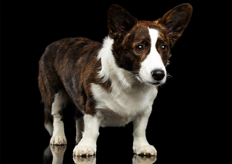 Valų korgis kardiganas (Cardigan Welsh Corgi)