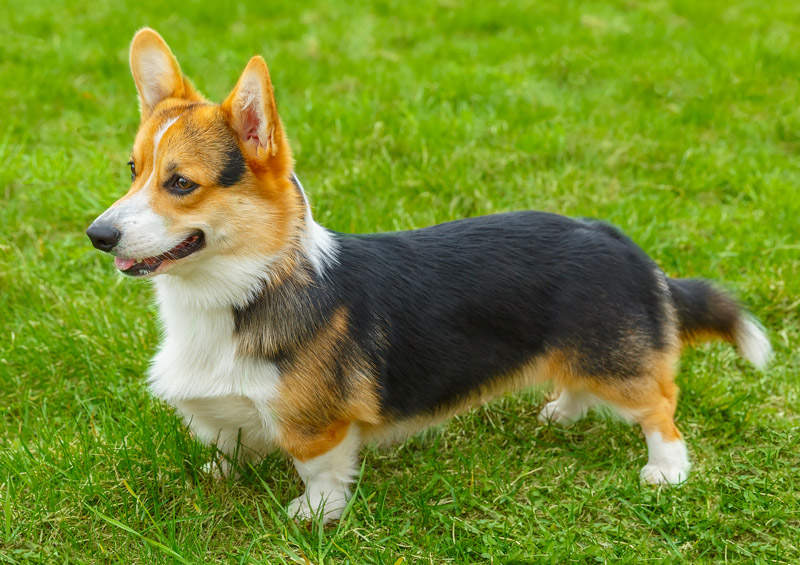 Valų korgis pembrukas (Pembroke Welsh Corgi)