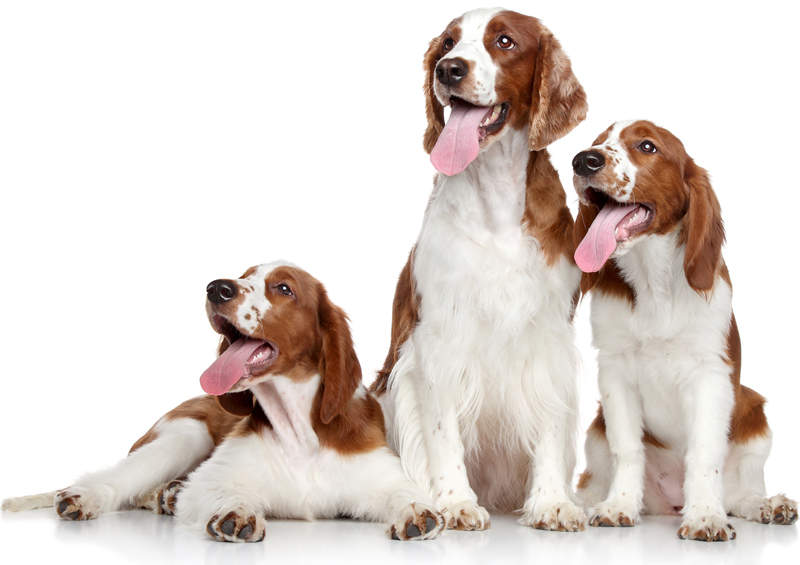 Valų springerspanielis (Welsh Springer Spaniel)