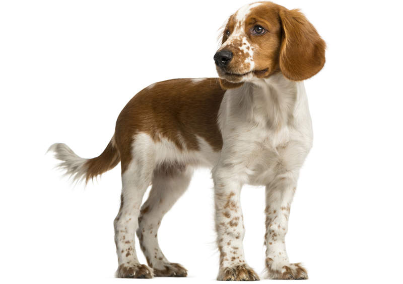 valu springerspanielio suniukas Welsh Springer Spaniel