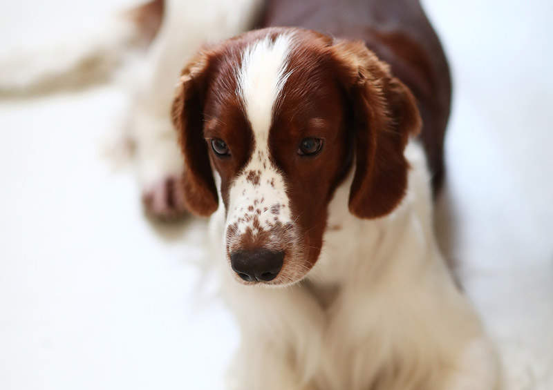 Valų springerspanielis (Welsh Springer Spaniel)