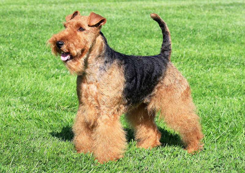 valu terjeras Welsh Terrier