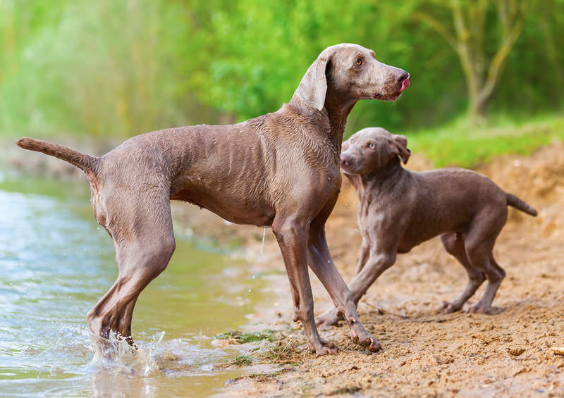 veimaraneriai Weimaraner veimaro paukstsuniai