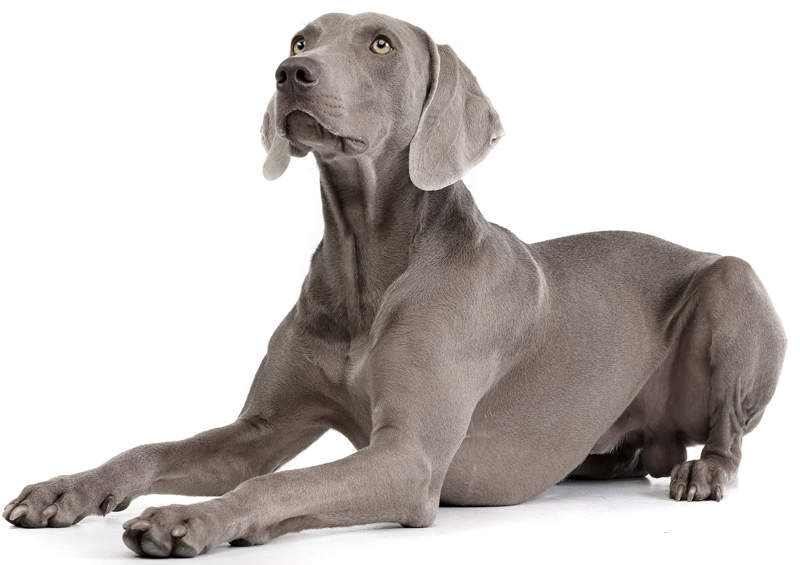 Veimaraneris Weimaraner