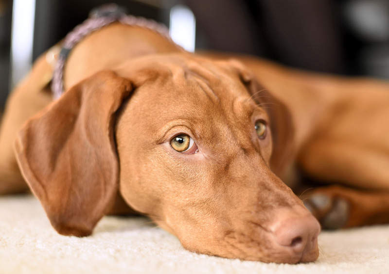 vengru vizlas magyar vizsla