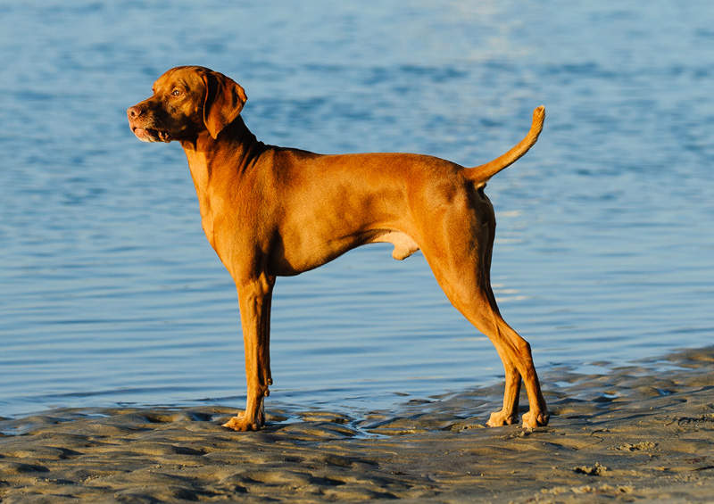 vengru vizlas magyar vizsla