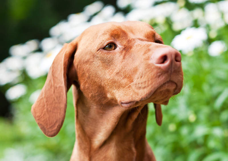 vengru vizlas magyar vizsla