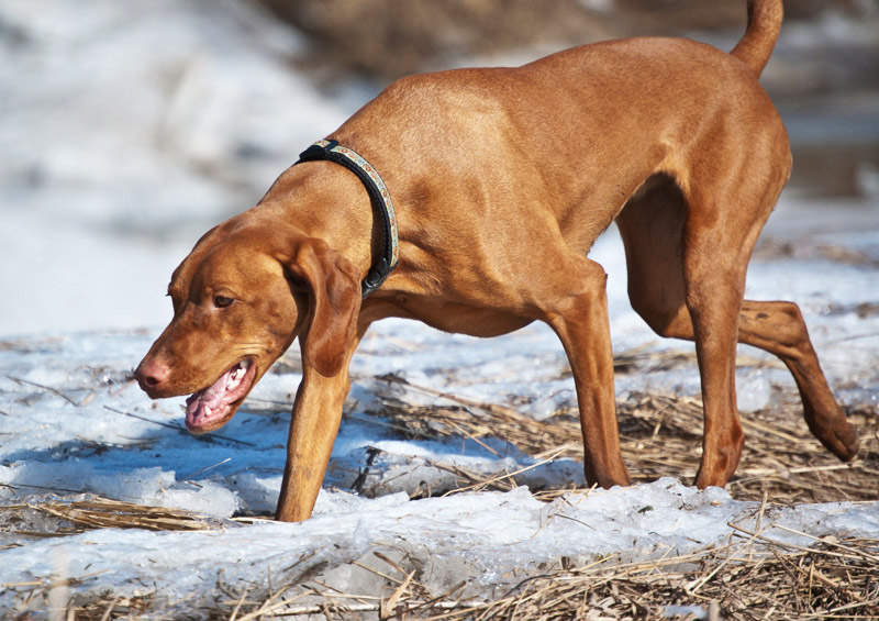 vengru vizlas magyar vizsla