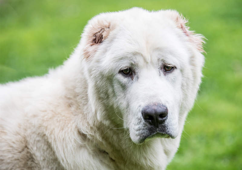 Vidurinės Azijos aviganis (Central Asian Shepherd)