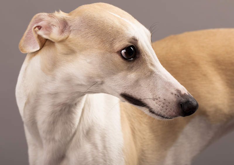 Vipetas (Whippet)