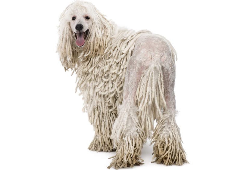 Virvelinis pudelis (Corded Poodle)