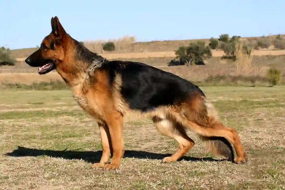Vokiečių aviganis (German Shepherd Dog)