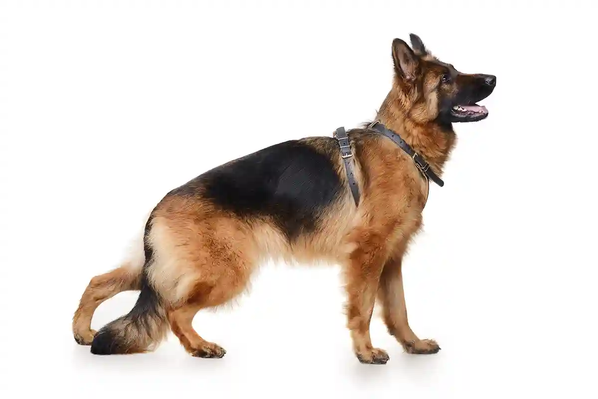 Vokiečių aviganis (German Shepherd Dog)