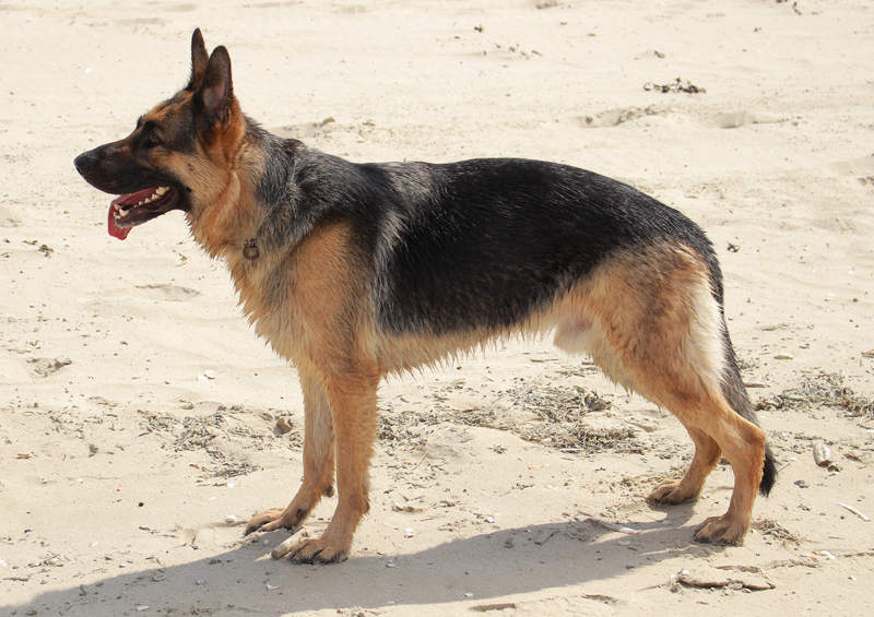 Vokiečių aviganis (German Shepherd Dog)