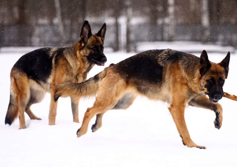 vokieciu aviganis German Shepherd Dog